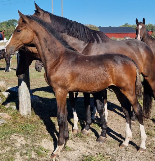 Snyggt hingstföl e. Next Dorado BTB