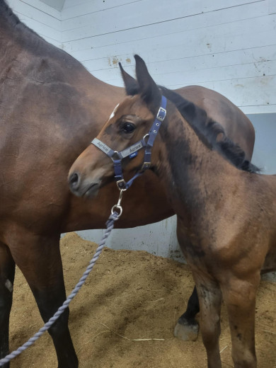 Ståtlig hingst