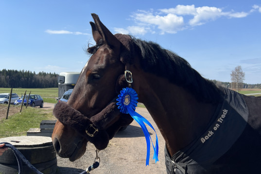 Snygg valack med mycket potential 