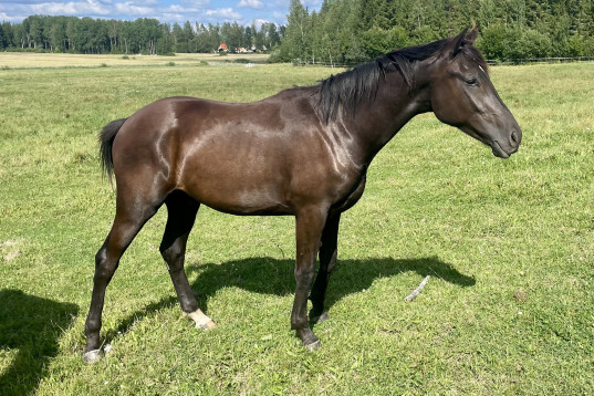 Dressyr eller fälttävlan