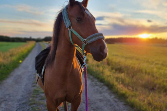 Blivande stjärna 