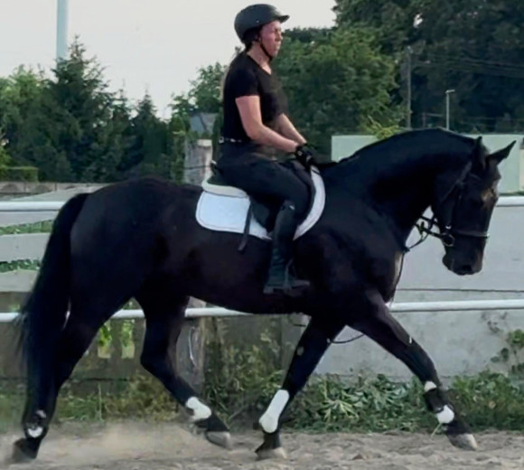 Good looking Black Beauty 