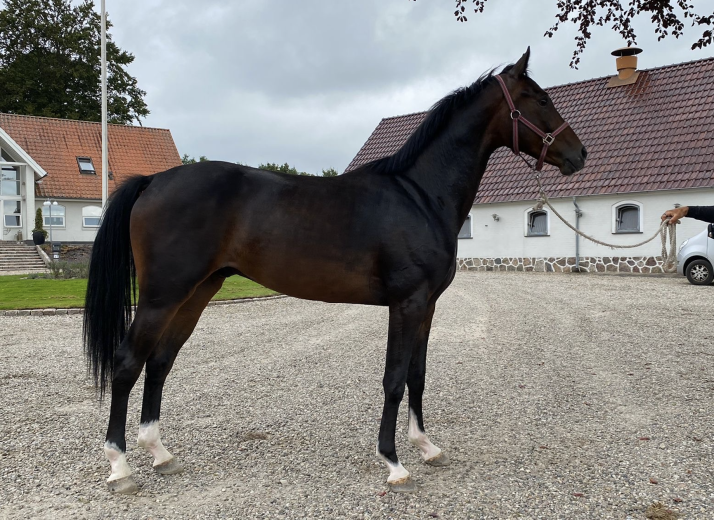 Young gelding ready to find his future home