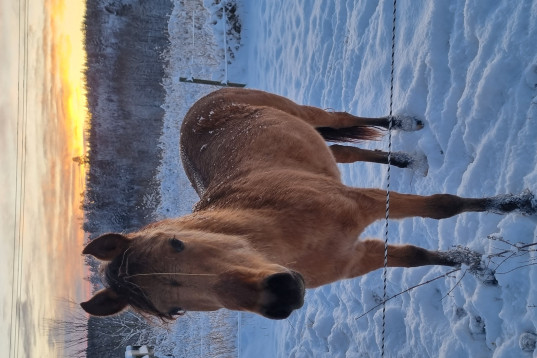 Blivande D ponny