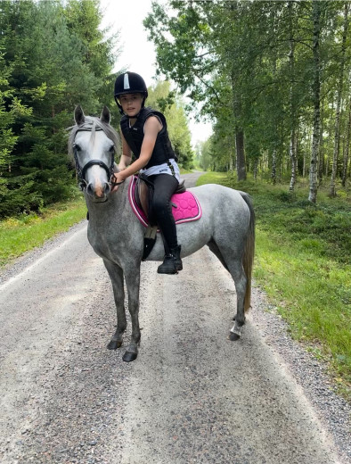 Vackert Welsh Partbred Sto