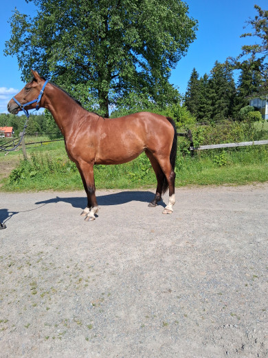 4-årssto.