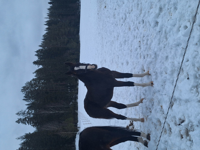 Fin hingst unge!