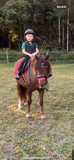 Sött 6 årigt B-ponny sto