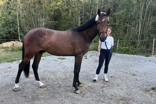 Insutten 3 åring med hoppstam!