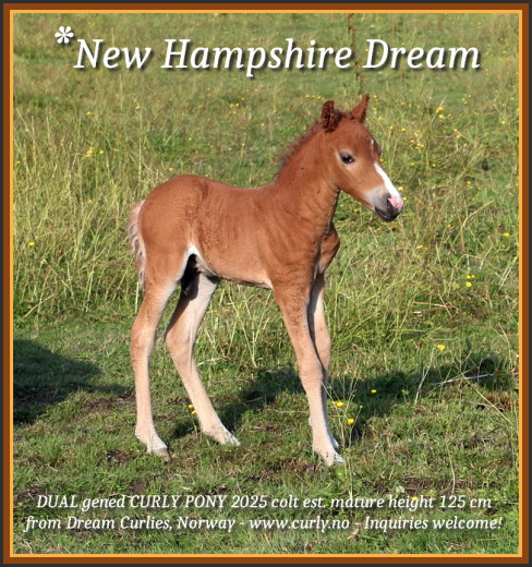 *New Hampshire Dream, CURLY PONNI fra Dream Curly Horses