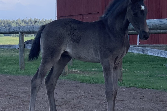 Svart hingst Nebraska VDL-Indoctro 