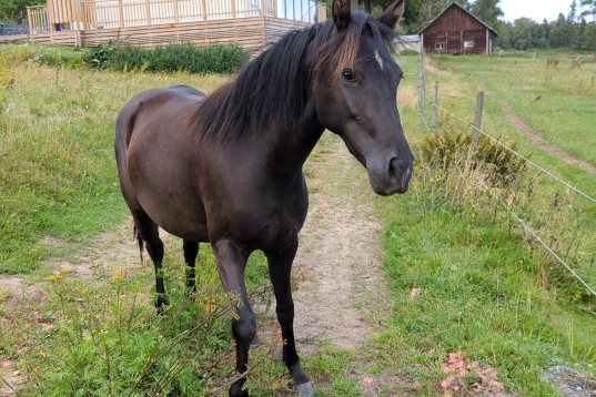 Korsningsponny 2, 5 år D-ponny svart