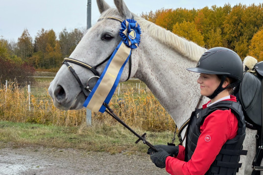 SWB-valack född 2026