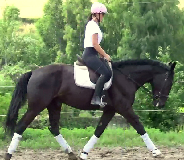 Fantastic Silesian Black Prince for everybody