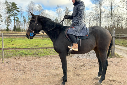 Fin unghäst för sporten.