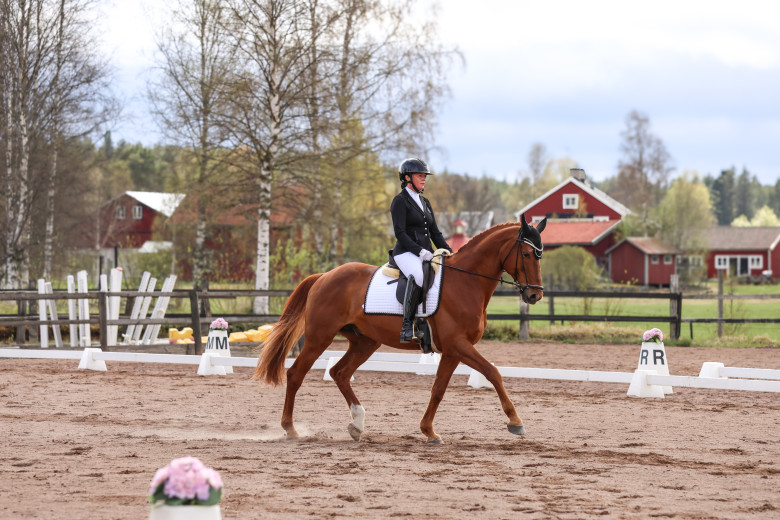 Fantastisk dressyrhäst 