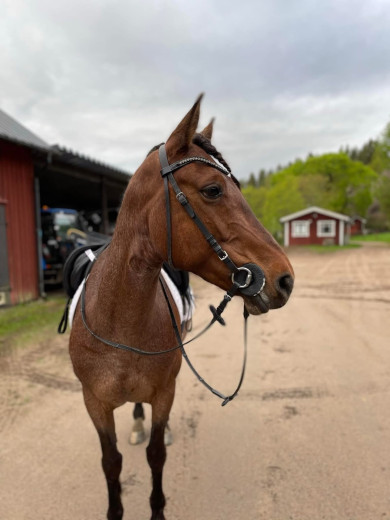 Världens bästa ponny 