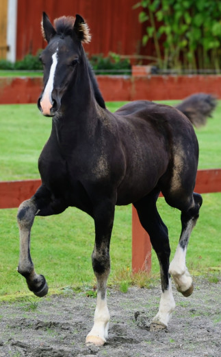 Fint welsh cob stoföl 