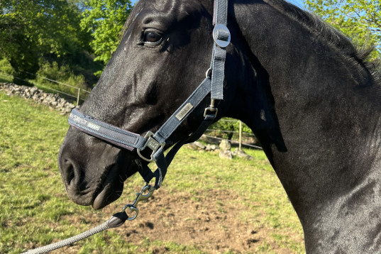 Fin tvåårig hingst med väldigt fina gångarter