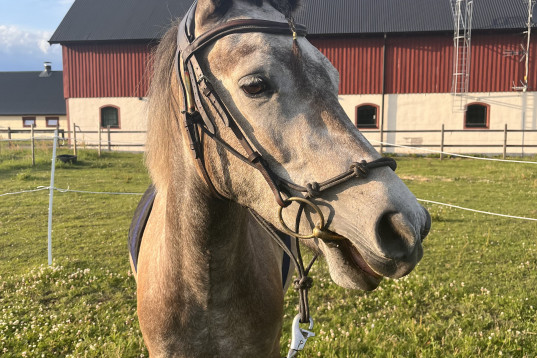 Mycket trevligt sto med stora möjligheter