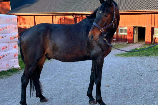 Supertrevlig 3-åring