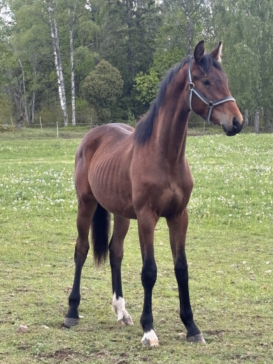 Din nästa dressyrhäst 