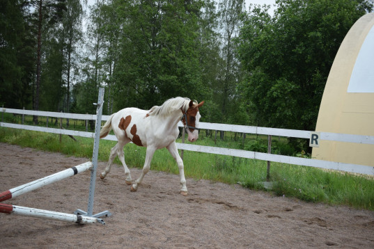 Skäckhingst 