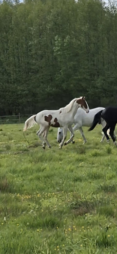 Skäckhingst
