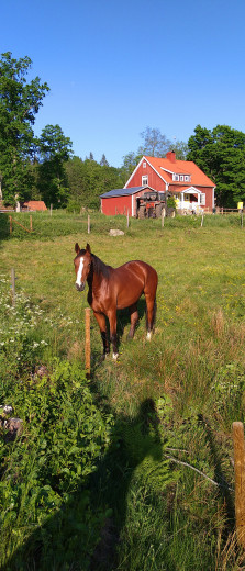 3-årssto.