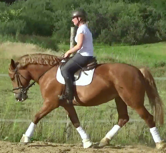 Fantastic bombproof Princess
