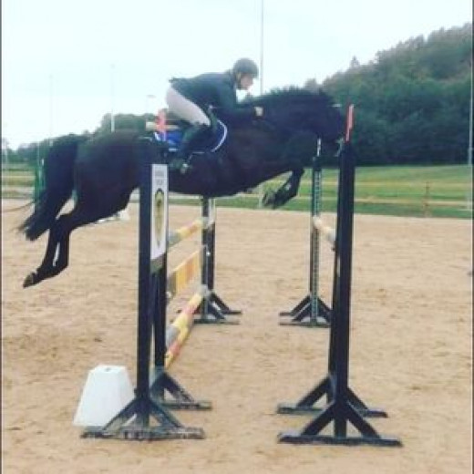 Elegant dressyrhäst som gärna hoppar