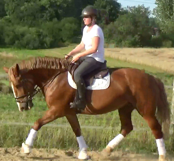 Fantastic bombproof Princess