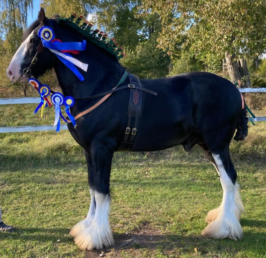 Acorn Tommy - Shire - Champion avelshingst