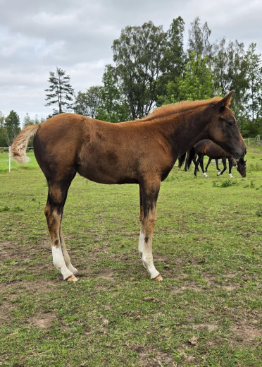 Nyfiket sto för framtiden