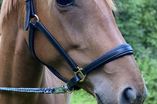 5årigt SWB sto
