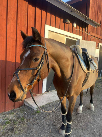 Trevlig läromästare 