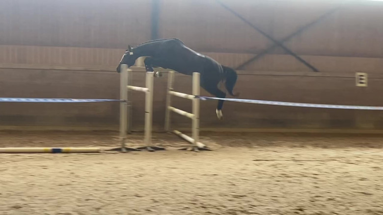 Snygg, ädel 3-åring till hopp/fälttävlan e. Cannobio- Corlensky G- Troon xx