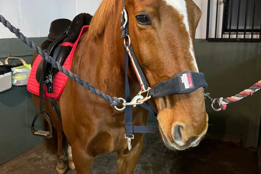 Aktiv ponny med stor personlighet