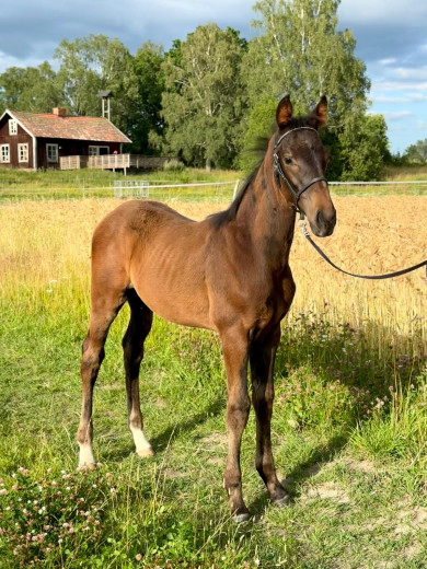 Hopp- allround- fälttävlan e Olympus-Most Welcome xx
