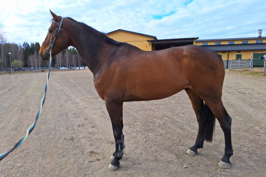 Trevlig valack med energi