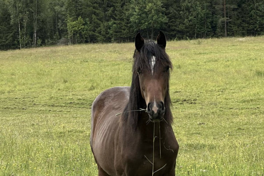 Sockersöt och genomsnäll!