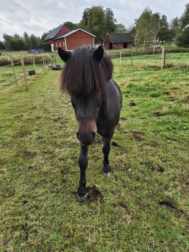 Inkörd snäll b ponny