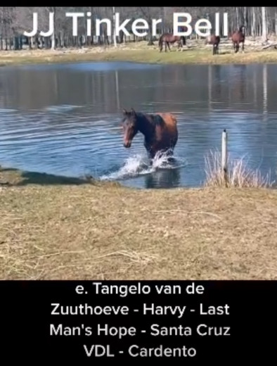 Tvåårigt sto med bra huvud