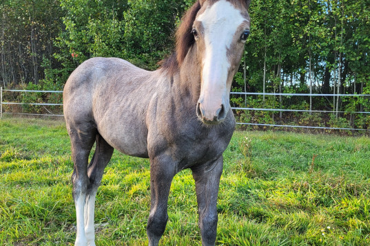 Hingstföl e.Chou Blue - vinnaren av SWB Stallion Trophy