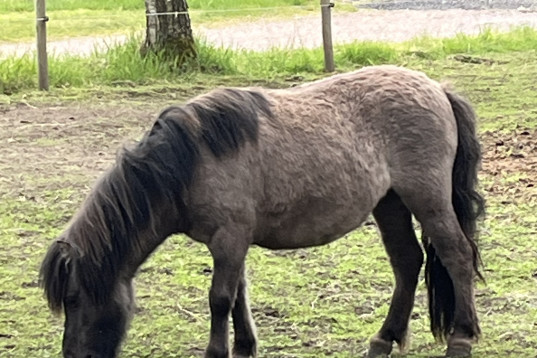 Bästa shetlandsponnyn 
