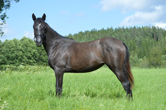 Lyxig allroundhäst