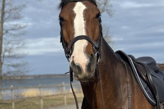 Lovande 4 åring