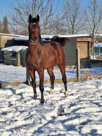 Valentino van de Heide – Talented Belgian Warmblood Gelding for Sale