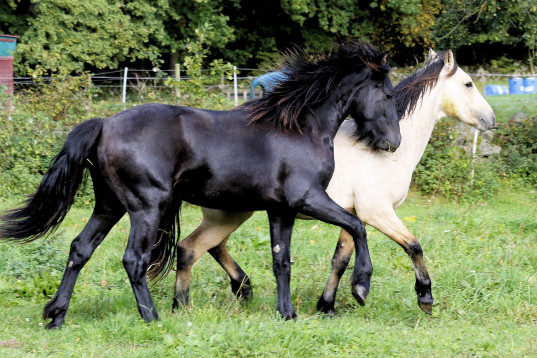 Kallblodstravare