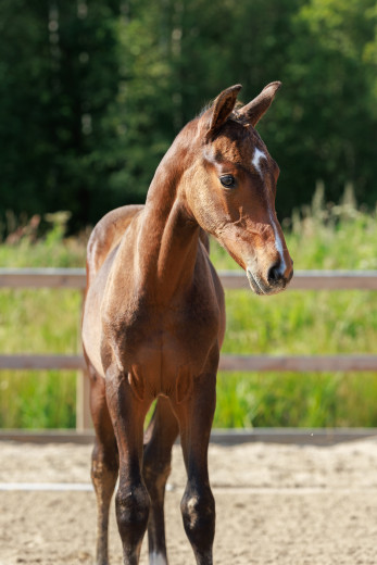Välstammad hingst e. Kjento